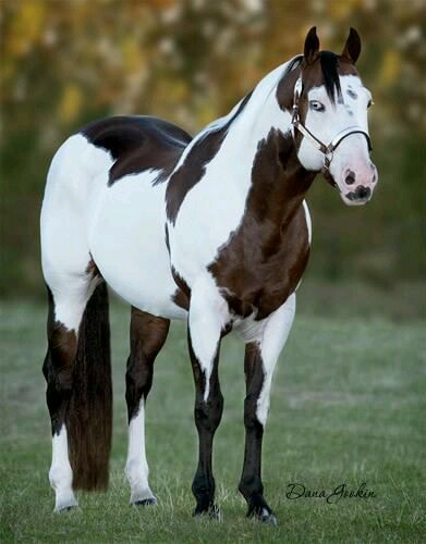 American Paint Horse, Max Tardy, Quarter Horse - Coloured Stallion